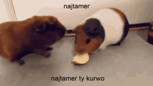 Najtamer Kurwo GIF - Najtamer Kurwo Japierdole GIFs