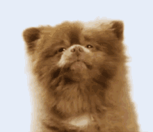 So Fluffy Puppy GIF - So Fluffy Puppy Dogs GIFs