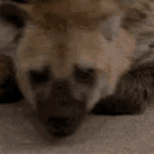 Hyena Sad GIF - Hyena Sad Upset GIFs