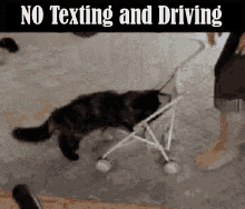 No Texting No Texting And Driving GIF - No Texting No Texting And Driving Cat GIFs