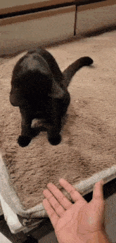 a person is holding a black cat 's hand while it lays on a blanket .