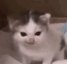 a close up of a cat 's face making a funny face .