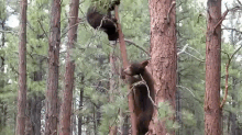 bears cubs climbing fun