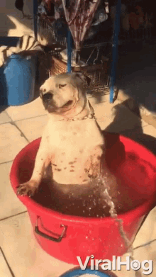Dog Taking A Bath Cleaning Time GIF - Dog Taking A Bath Cleaning Time Water GIFs