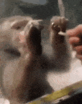 a close up of a person feeding a dog through a glass window .