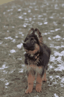German Sheperd Dog GIF - German Sheperd Dog Twist Head GIFs