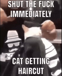 Cat Haircut GIF - Cat Haircut GIFs