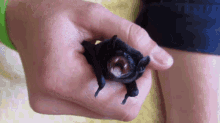 Baby Bat Bat GIF