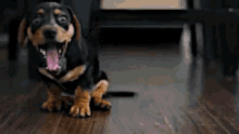 Yawn Puppy GIF - Yawn Puppy Dog GIFs