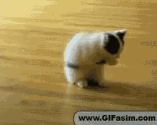 Cat Kitten GIF - Cat Kitten Play GIFs