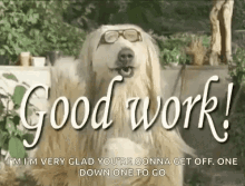 goodwork dogs dog approved clapping approval