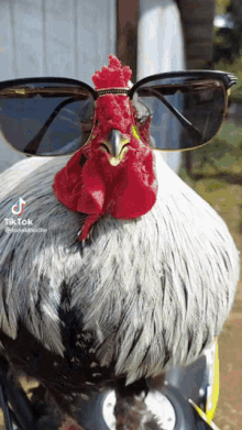 Chicken Drip GIF