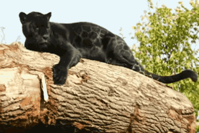Jaguar Black Jaguar GIF - Jaguar Black Jaguar Big Cats - Discover & Share  GIFs