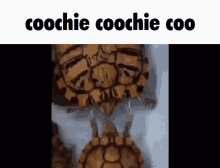 Coochie Coochie Coo Turtles GIF - Coochie Coochie Coo Turtles GIFs