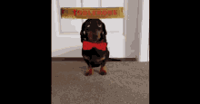 Dog Balance GIF - Dog Balance Toblerone GIFs