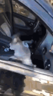 Cats Cats Running GIF - Cats Cats Running Cats In Car GIFs