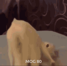 Mog80 Mogambo Khush Hua GIF - Mog80 Mogambo Khush Hua Mogcat GIFs