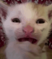 a close up of a white cat with a red nose and mouth .