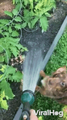Dog Drinking Water Viralhog GIF - Dog Drinking Water Viralhog Dog Barking GIFs
