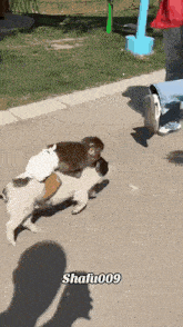 a monkey is playing with a dog with the name shafu009 on it