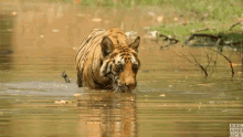 wade water drink thirsty tiger