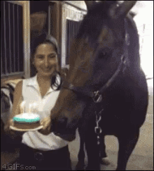 Birthday Horse GIF - Birthday Horse Cake GIFs