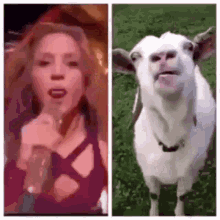 Shakira Tongue GIF - Shakira Tongue Super Bowl GIFs