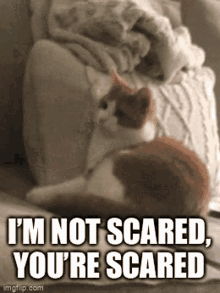 Scared Scaredy GIF - Scared Scaredy Cat GIFs