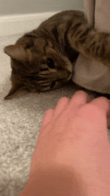 a cat is laying on the floor with a person 's hand on it