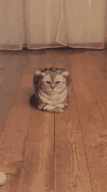 Jonce Katinelis GIF - Jonce Katinelis Angry Cat GIFs