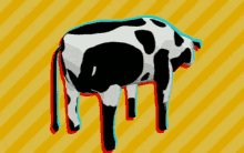 cow spin