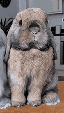 Bunny Matching GIF - Bunny Matching Animals GIFs