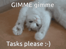 a white cat is laying on its back with the caption gimme gimme tasks please