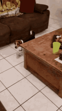 Perro Beagle GIF - Perro Beagle Playing GIFs