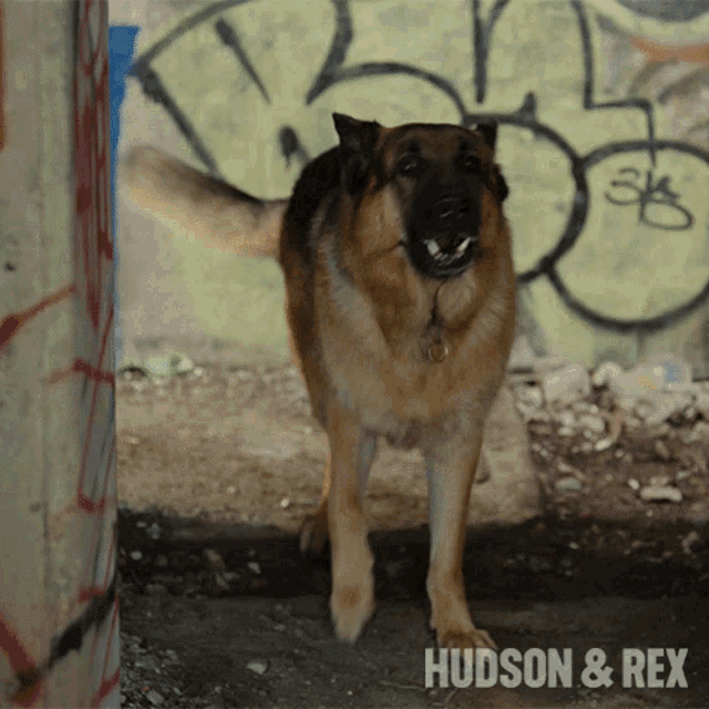 German Girl Dog Porn Caption - Back Off Rex GIF - Back Off Rex Diesel Vom Burgimwald - Discover & Share  GIFs