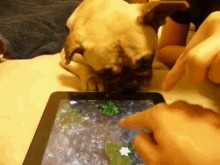 Dog Tries To Drink From Ipad GIF - Dog Drink Ipad GIFs