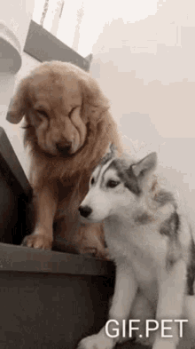 Cute Dogs GIF - Cute Dogs Puppy GIFs