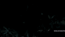 Ouija Macc Hiding In The Bushes GIF - Ouija Macc Hiding In The Bushes Music Video GIFs
