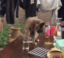 Cat Cute Cat GIF - Cat Cute Cat Cat Drinks GIFs