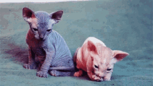 Hairless Cat Sphynx Cat GIF - Hairless Cat Sphynx Cat Kittens GIFs