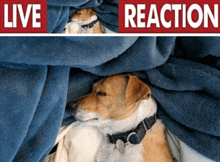 a brown and white dog laying under a blue blanket with the words live reaction below it