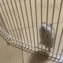 Hamsters GIF - Hamsters GIFs