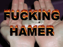 Hamer Hamster GIF