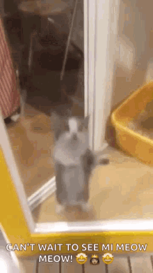 Cat Jumping GIF - Cat Jumping Excited GIFs
