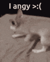 a cat is laying on a bed with the words `` i angy '' written on the bottom of it .