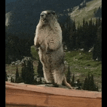 Marmota Animais GIF - Marmota Animais Grito GIFs