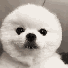 Dog Cute GIF - Dog Cute Hiding Ears GIFs