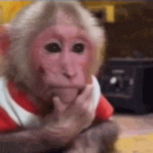 a close up of a monkey 's face with its hand on its chin .