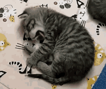 Kitty Kitten GIF - Kitty Kitten Sleepy GIFs