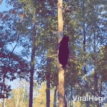 climbing viralhog climbing up bear tree climbing